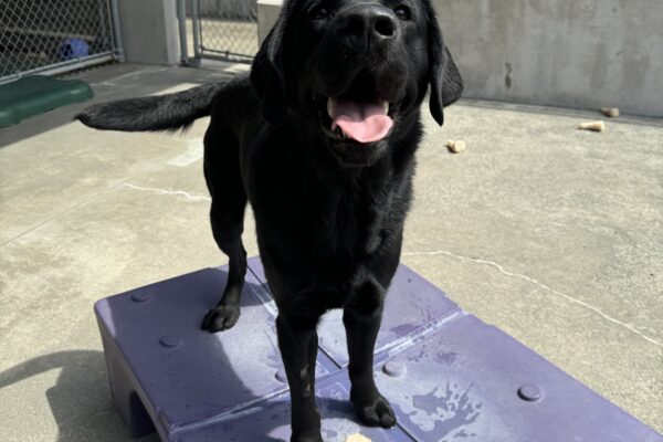 Male black lab "Yuki" is standing on a purple play structure in community run. He's looking at the camera with a happy look on his face. There's a bone at his feet.