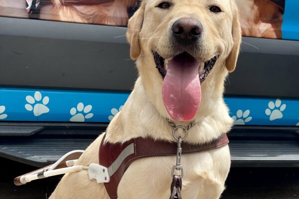 Arroyo poses in front of a blue training van. He is sitting in harness with his tongue out while looking directly at the camera in a similar pose to the images of the guide dogs on the training van behind him.