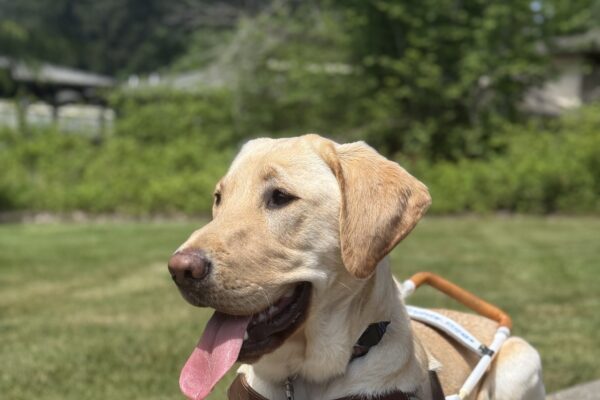 Bastian lying on a low cement wall on the Oregon campus. He is wearing a guide dog harness and looking off to the side with his tongue hanging out. In the background is a green lawn and trees.