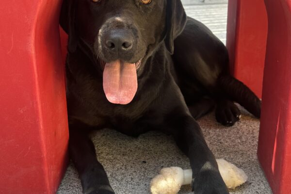 Close up shot of Bondi laying under a play structure. She has her left paw laying over a bone and her tongue is hanging out as she makes direct eye contact with the camera.