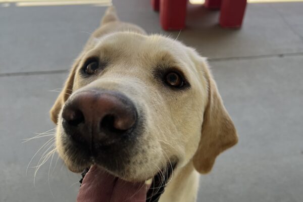Bramble is in the community run area of the kennels. He is looking up at the camera with his mouth open. In the background are large plastic play structures.