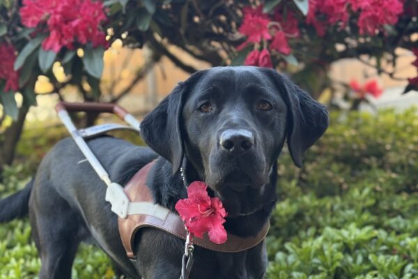 Female black Labrador Retriever, Capella, stands in greenery in front of a dark pink flowering Rhododendron bush. She is wearing her harness and there is a flower from the bush tucked into her collar, decorating her neck.
