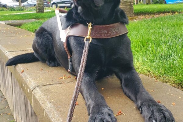 Channing, a black lab, lays on a low brick wall in his harness. He is looking directly at the camera and has his head slightly tilted. Behind him you can see grass, trees and buildings.