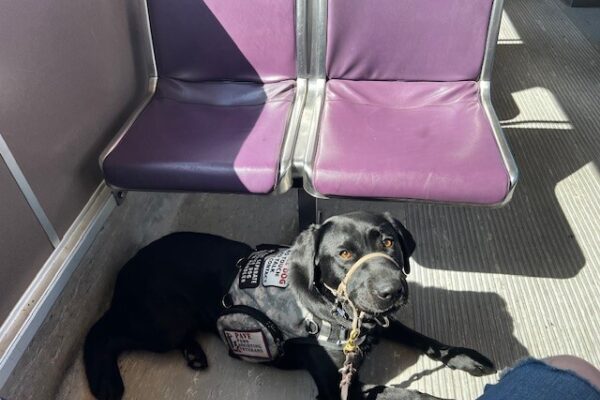 Black Lab Cinder laying on the floor on the Max Train in front of a set of purple seats.