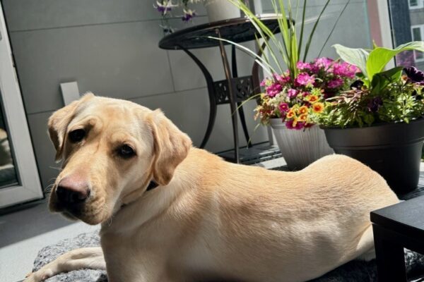 Coast, a yellow Labrador guide dog in training, is stretched out on a cozy gray fuzzy bed on a sunny patio. Behind her, vibrant potted flowers in shades of pink, orange, and purple add a cheerful burst of color. Coast is soaking up the sunshine, her body relaxed and his eyes turned toward the camera with a calm, content expression.