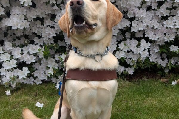 Danby sits in harness in front of a rhododendron bush with white flowers. He has a regal upright pose and is looking slightly off to the side of the camera.