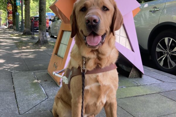 Ferb, a yellow Labrador with a rich, rusty-colored coat, sits proudly in front of a striking pink and orange geometric statue in a park. He’s wearing his guide dog harness and looks cheerful and content, his mouth slightly open in a relaxed smile. The vibrant background contrasts beautifully with his warm fur, highlighting his happy and confident demeanor.