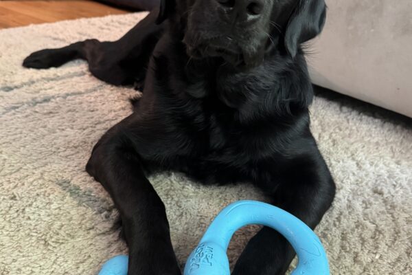 Fido, a black Labrador/golden retriever cross is laying on a cream carpet with a blue tug toy between is paws.