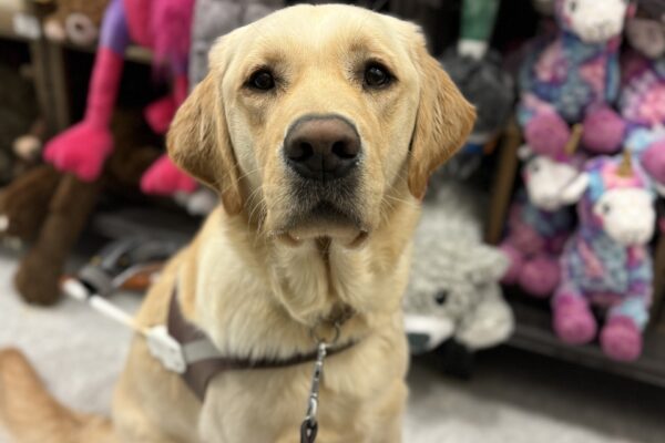 Flapjack is wearing his guide dog harness and is sitting in the isle at a pet store. Behind him are various soft, stuffed dog toys and he is showing a nice job remaining focused on his handler.