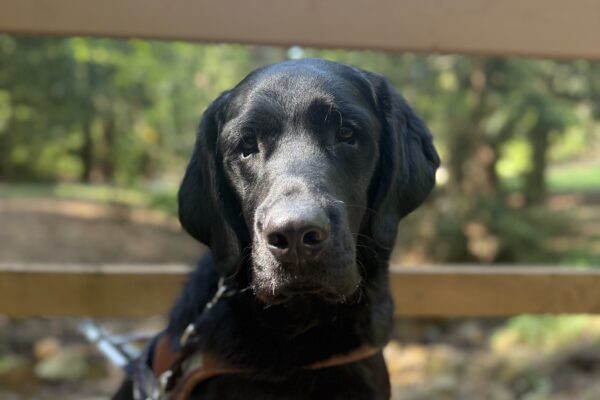Flax poses on a bridge. He is wearing his guide dog harness.