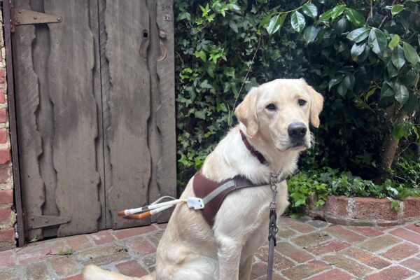 Founder is wearing his harness and looking up at the camera with a focused expression on his face. He is sitting on a red brick floor in front of a wooden door and a large green tree.