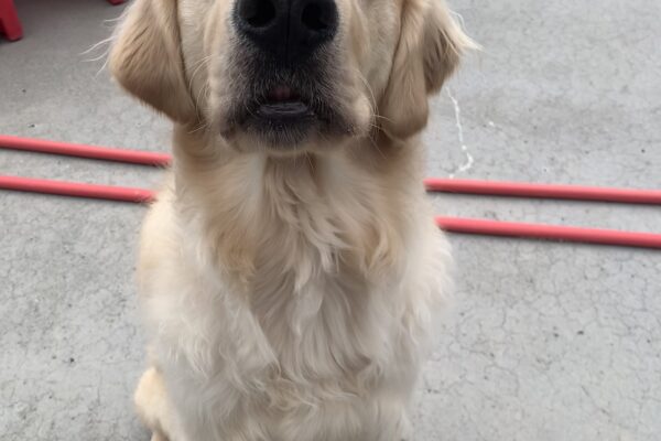 Male longhaired golden/ yellow lab cross "Gifford" is seen sitting outside on a cloudy day. He is staring deeply into the camera, mouth open slightly mid chatter as he excitedly waits for his cookie. There is a white bone sitting between his front paws, and a few colorful play structures behind him.