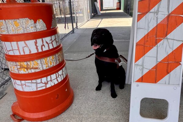 Groovy sits in harness in between training obstacles on the GDB campus. Her tongue hangs out of her mouth as she looks toward the camera.