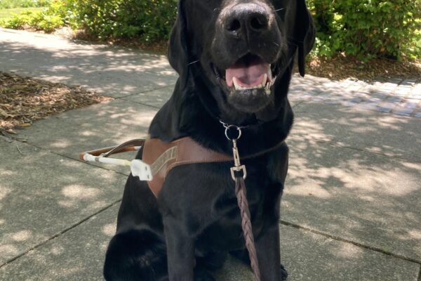 Pluto, a young guide dog in training, sits proudly in front of vibrant green foliage at a city park. He is wearing his guide dog harness and looking very regal, with a calm and focused expression. His posture is upright and attentive, capturing his dedication and sweet personality.