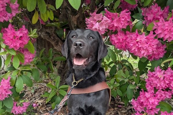 Janika sits in harness in front of a rhododendron bush with hot pink flowers. She is looking at the camera and has her tongue out a little.
