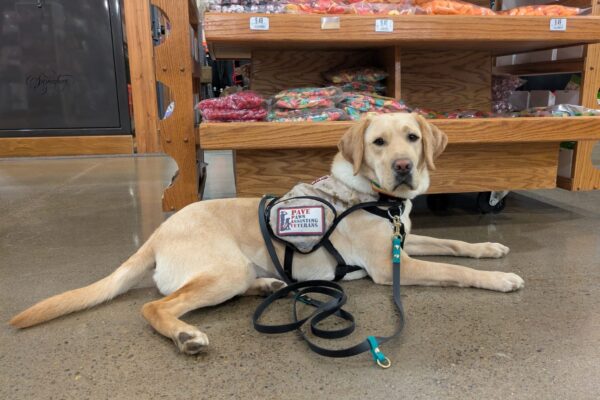 Yellow Lab Jordana laying on a shiny concrete floor in front of a shelf full of bagged candies.