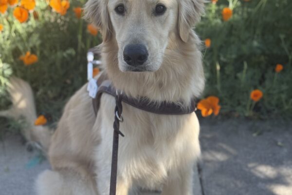 Male Golden Retriever/Labrador Retriever cross, Kahu, sits in front of a row of orange poppy flowers. He is looking at the camera and wearing his harness.