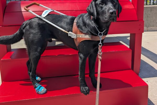 Kingsley stands in harness with blue booties on his back feet. He is on the first step of red stairs that lead to a giant Adirondack chair.