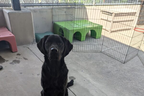 Luke is looking at the camera while sitting in the community run area with brightly colored dog playground equipment in the background.