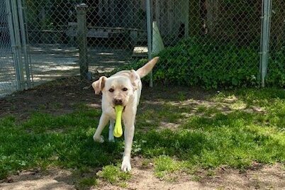 Lynx is trotting towards the camera with a bright green rubber Hurley bone hanging out of his mouth. His ears are up in mid-bounce and there is a fence and trees behind him.