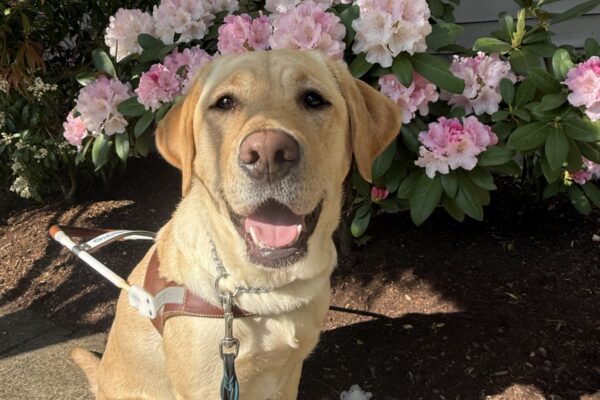 Malaga is sitting in harness in front of a pink flowered bush. She is looking at the camera with her mouth open.
