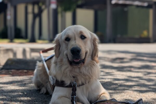 Mariner lays down in harness looking straight at the camera. He has a big smile on his face and a fish toy at his feet.