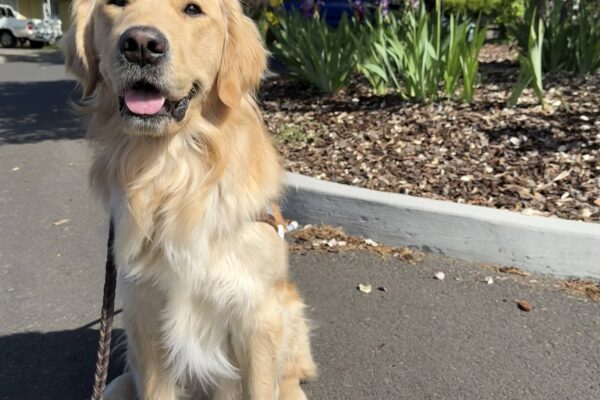 Mendo, a male yellow lab/golden long haired cross, sits on the pavement in his GDB harness, though it is mostly covered up by his luscious mane of fur. He looks at the camera with a relaxed, open-mouthed expression. Tall yellow and purple flowers are slightly out of focus in the background, rooted in a bark dust plant bed.