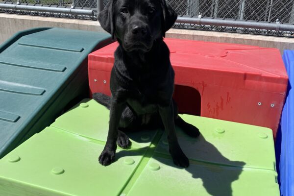Female black lab "Minnow" is seen sitting outside on a bright green play structure on a sunny day. There are several other colorful play structures around and behind her. She is looking at the camera expectantly, waiting for her cookie.