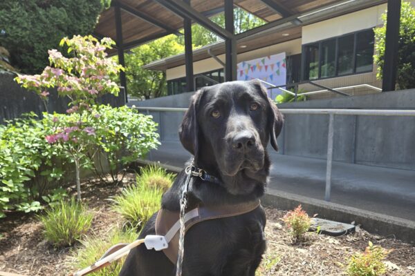 Nura is on the Oregon Campus. She is sitting and wearing her harness on a bench.