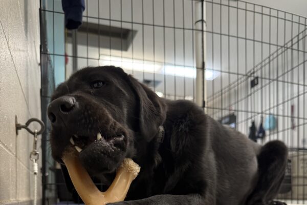 Olena, a female black lab, lays on a dog bed with a black and white patterned covering in one of our kennels. She holds a wishbone chew toy between her front paws and chews it with a relaxed expression on her face.