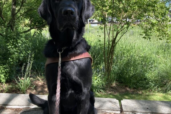 Pluto, a young guide dog in training, sits proudly in front of vibrant green foliage at a city park. He is wearing his guide dog harness and looking very regal, with a calm and focused expression. His posture is upright and attentive, capturing his dedication and sweet personality.