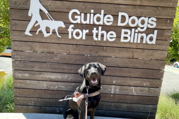 Poco sits in harness on a concrete wall looking directly at the camera with an open mouth grin. Behind him is a wooden sign with white letters that spell out Guide Dogs For The Blind.