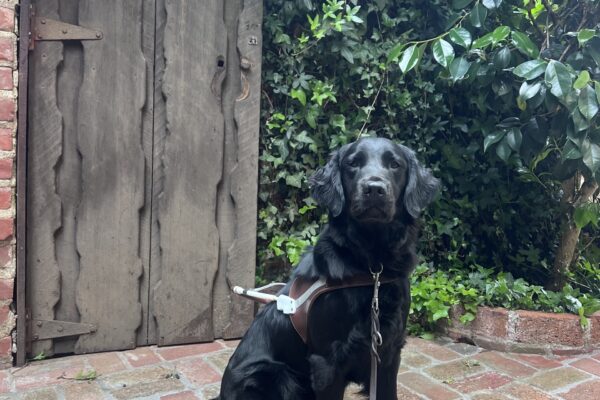 Posh is wearing her harness and is sitting on a brick floor in front of a tree and a small wooden door. She is gazing at the camera with her ears perked and a focused expression on her face.