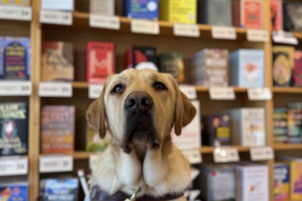 Yellow lab, Scott, sits in front of a large book display at Powell's book store. He is wearing his harness and his ears are alert towards the camera.
