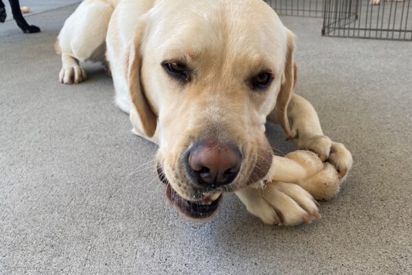 Searcher is and facing the camera as he chews on a bone in a play yard. He appears quite content.