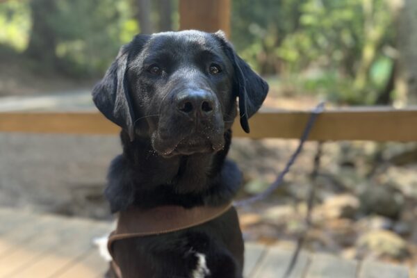 Skyler sits on a bridge and looks at the camera. She is wearing a guide dog harness.