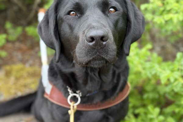 Tabouli sitting on a bench amongst some green shrubbery while out in Portland. She is wearing a guide dog harness and looking up at the camera.