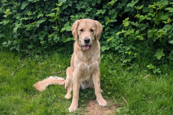 Talbot sits in a relaxed position on the green grass surrounded by the blackberry bushes..