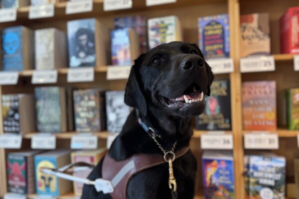 Black brindle cross, Timon, sits in front of a colorful display of books at Powells. He is wearing his harness and smiling brightly.