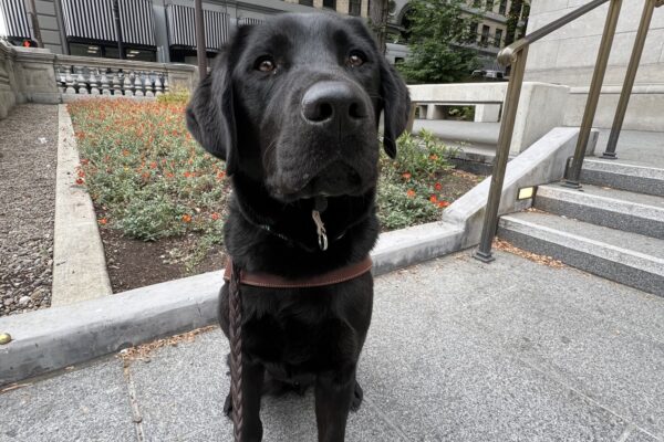 Looking sharp in his harness, Trout sits proudly in front of a concrete building, framed by a pop of bright orange flowers. He’s been working hard this month learning complex new skills, and he’s taking a well-deserved moment to pose like the good boy he is!