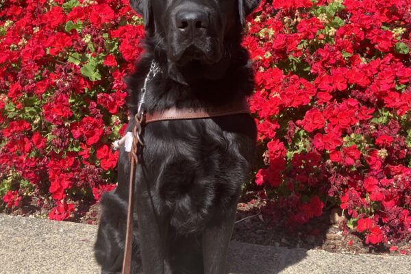 Vector is pictured sitting in harness on the GDB campus with bright red flowers in the background.