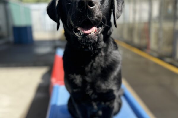 Wesley sits on a blue play structure. He is smiling at the camera.