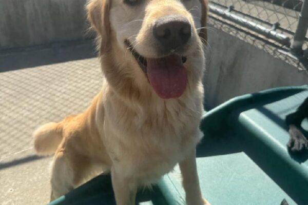 Female yellow lab/golden cross "Winsome" stands in community run with her front paws on a dark green play structure looking at the camera with a happy expression and her tongue out on a sunny Oregon afternoon.