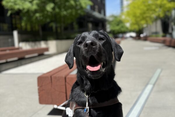 Wolf, a male black lab, sits on the sidewalk in his GDB harness. He looks slightly up at the camera and wears a relaxed, open-mouthed expression. A mid-block pedestrian plaza is out of focus in the background.