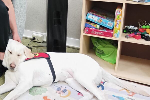 Yellow Lab Empress is laying down with her head on a persons leg. She is wearing a red service dog jacket.