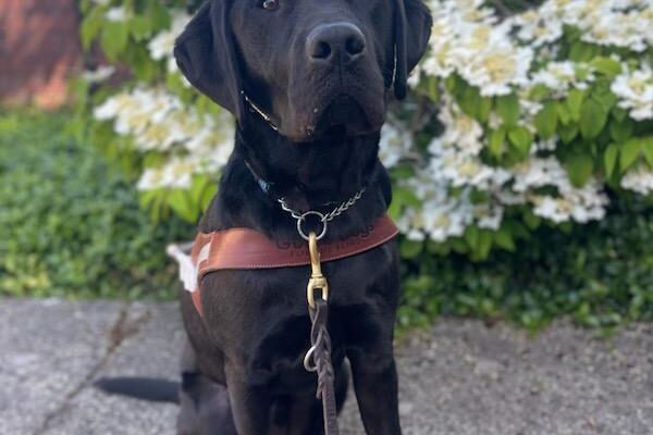 Black lab )Brady) sits in harness on a beautiful blue sky day in front of white flowers.