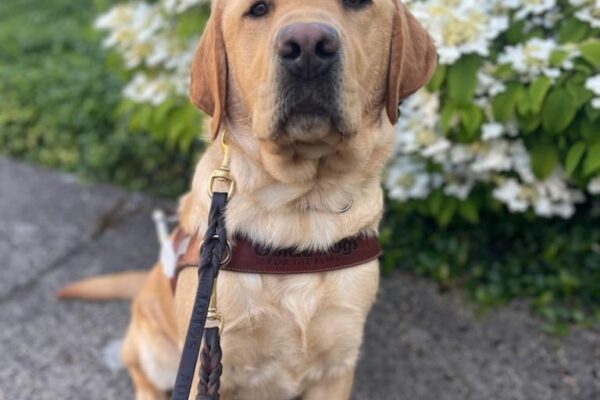 Yellow lab (Fornell) sits in harness on a beautiful sunny/blue sky day in front of beautiful white flowers that are out of focus in the background.