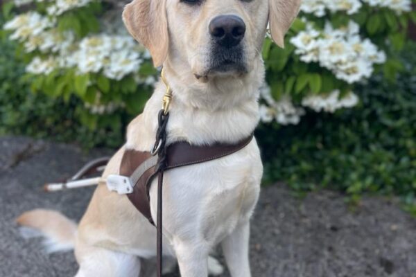 Yellow golden cross (Janalee) sits in harness on a beautiful blue sky day in front of white flowers that are out of focus in the background.
