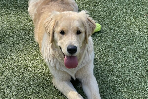 Tinker lays in a relaxed down position with her back legs stretched out on the green turf with her tongue out looking at the camera. There is a neon green rubber toy next to her.