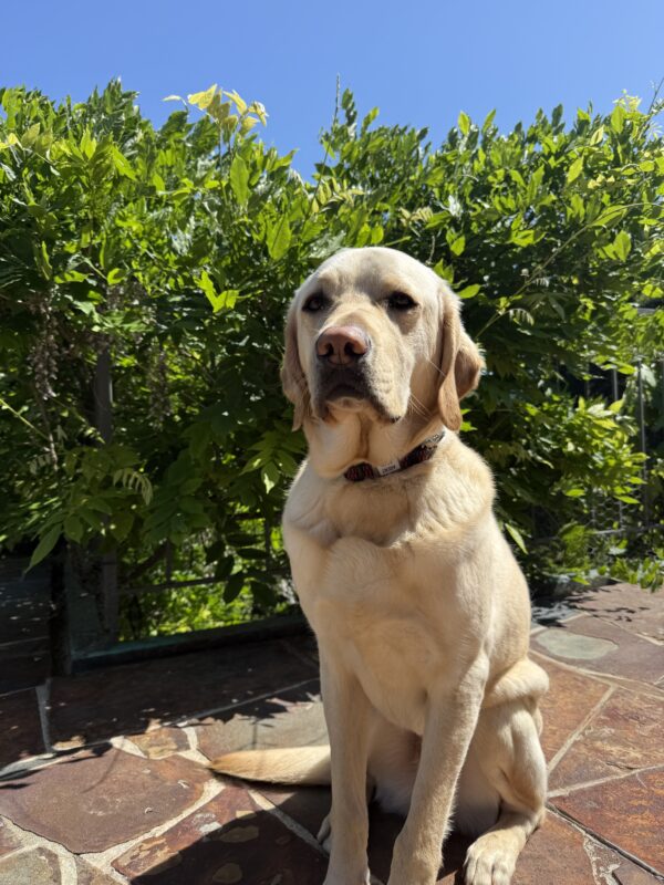 Agent poses regally outside on a red slate pathway. The background is lined with a green bush and blue skies.
